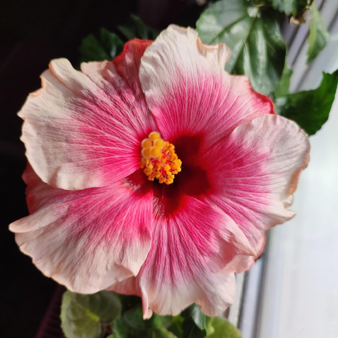 Hibiscus ' Grace '