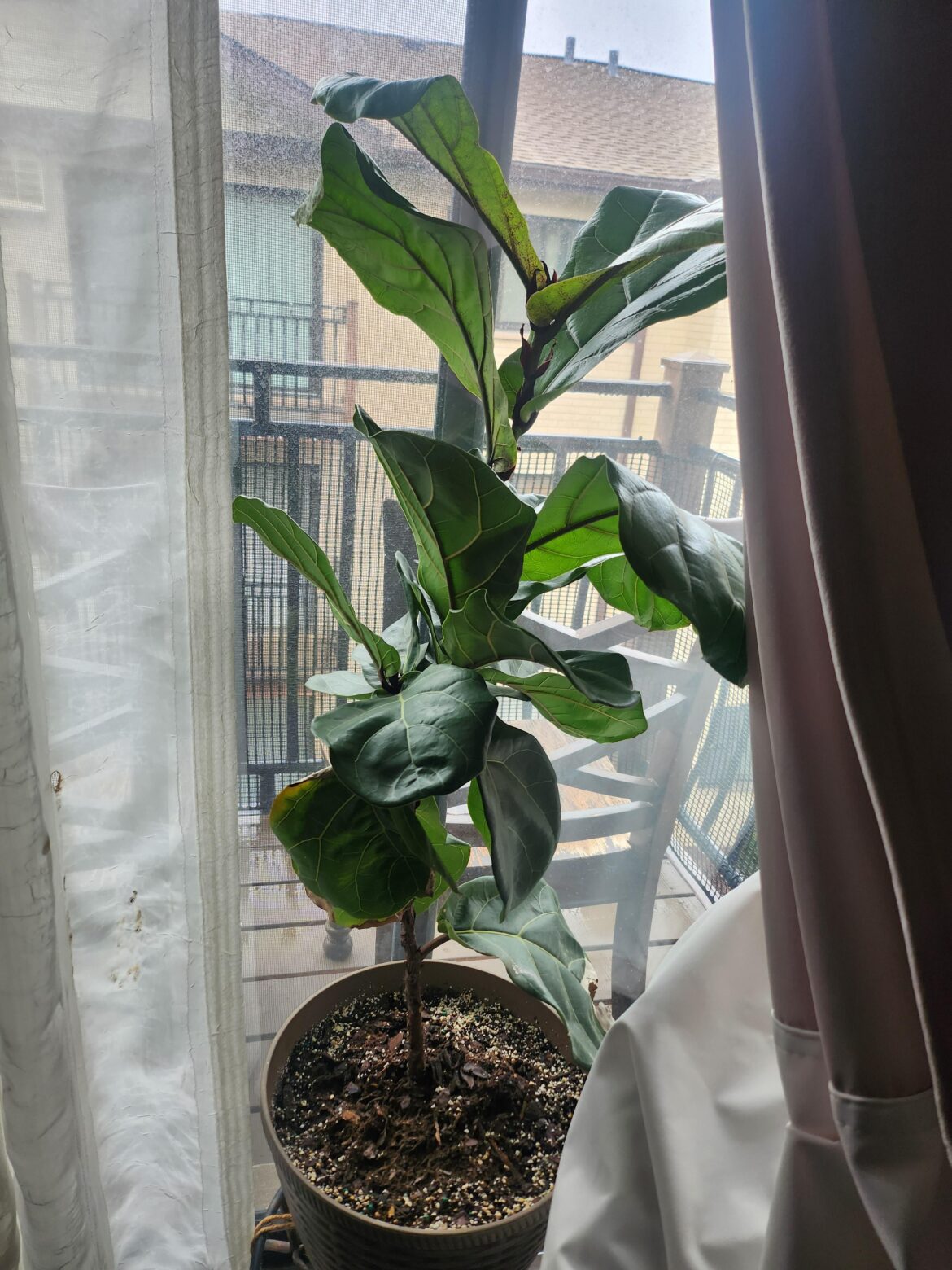 Where to chop? Where to chop?