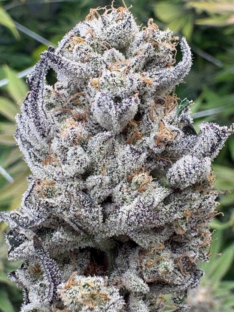 Fire & Ice Harvest