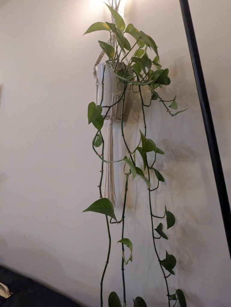Is my pothos safe?