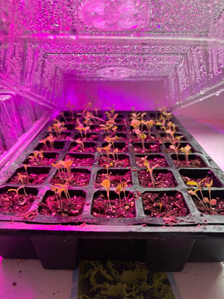 Why are my lettuce seedlings so leggy