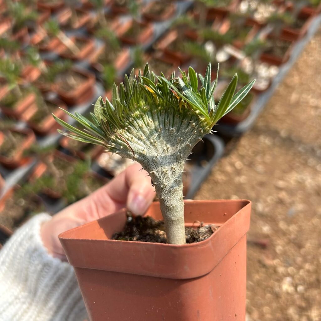 Pachypodium rosulatum var. gracilius