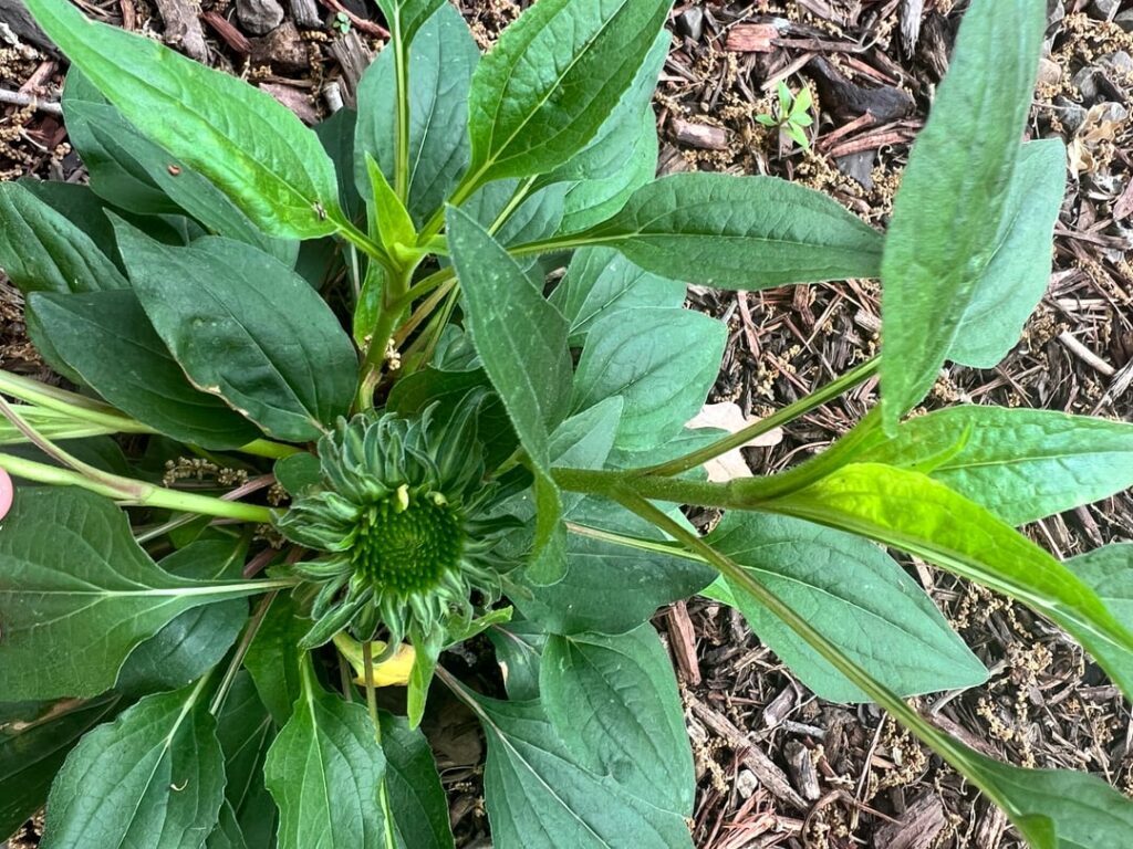 Does this coneflower have asters yellows disease?
