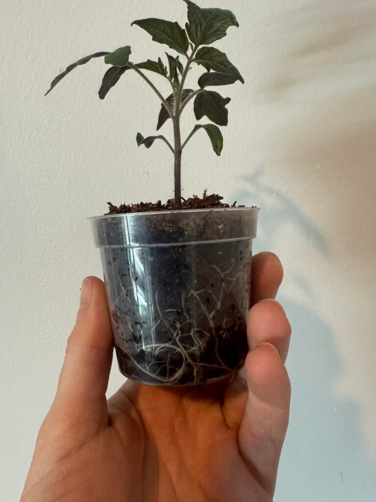 Time to up pot?