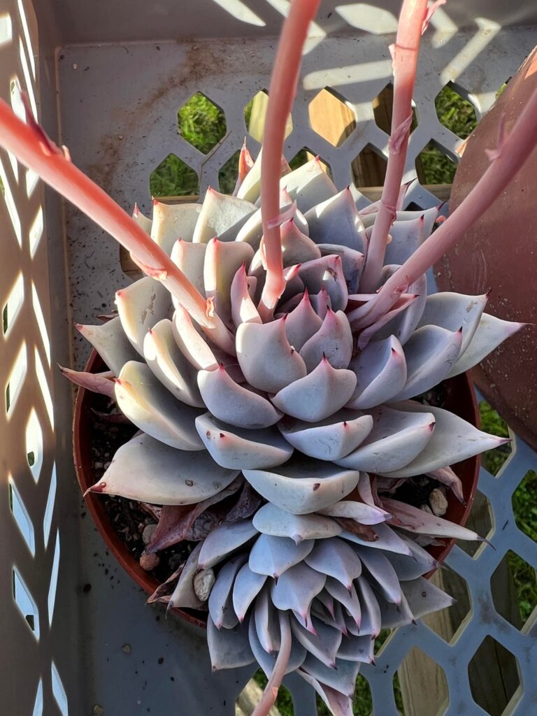 Is this an Echeveria cuspidata species or hybrid?