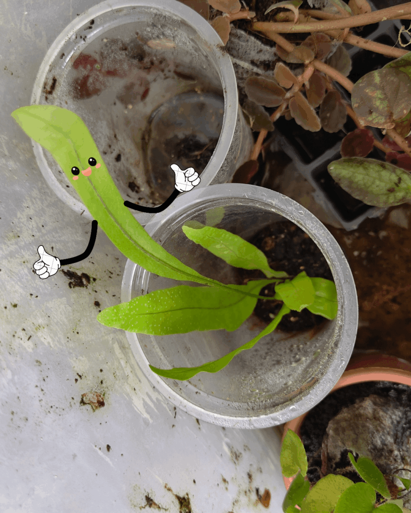 Birdnest Fern prop