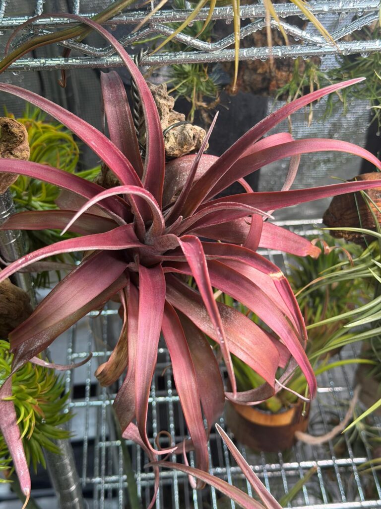 Shades of red (and purple) on watering day