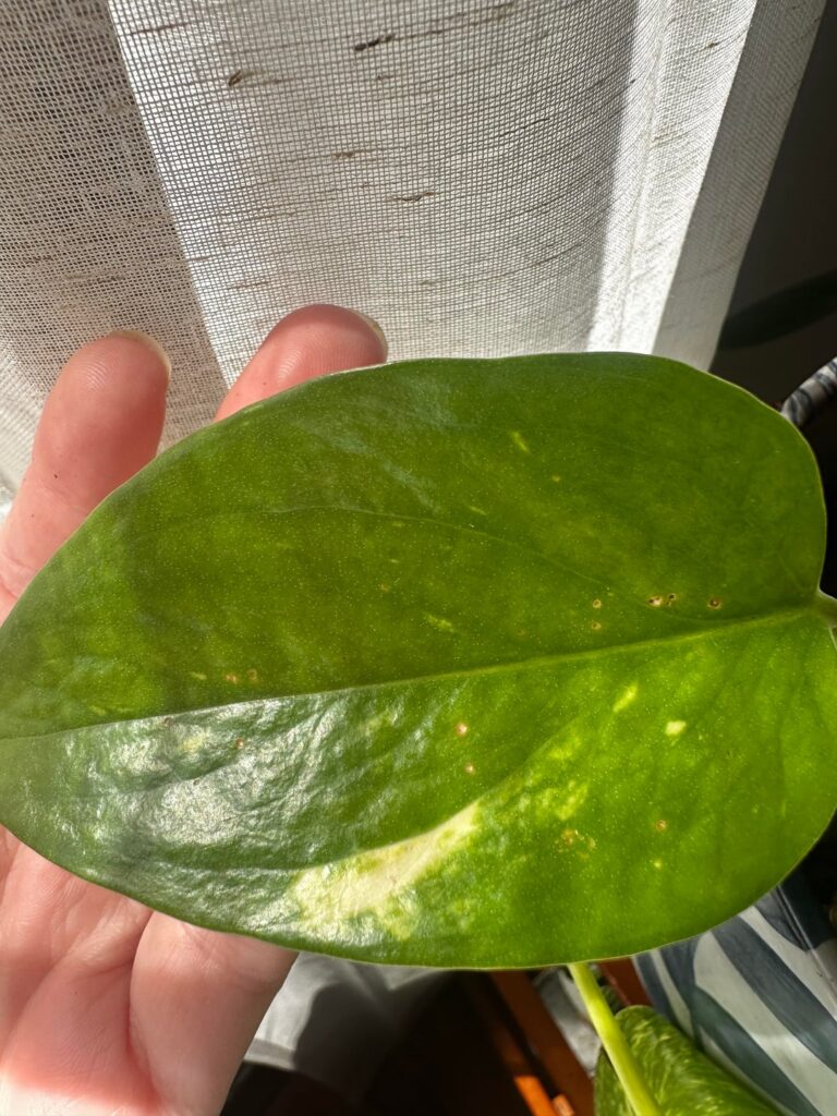 Discoloration and texture