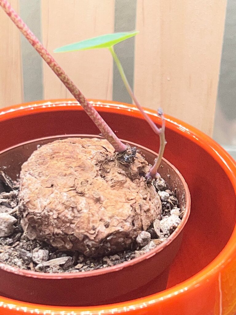 Can I Prop This?