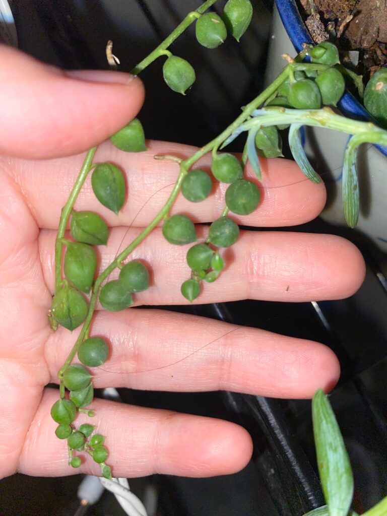 String of Pearls
