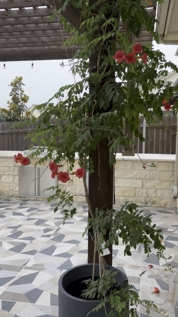 Trumpet vine