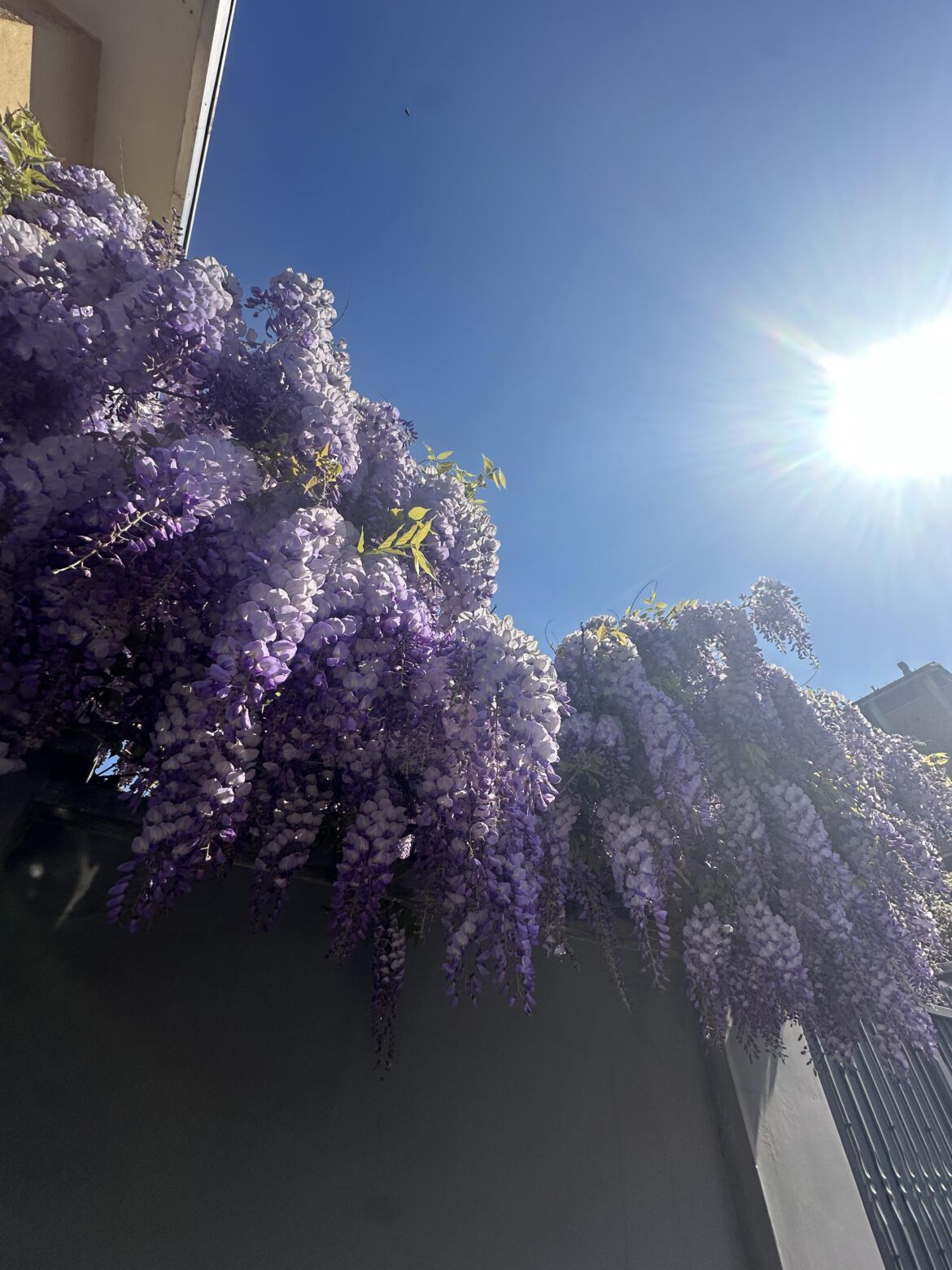 Moody Wisteria