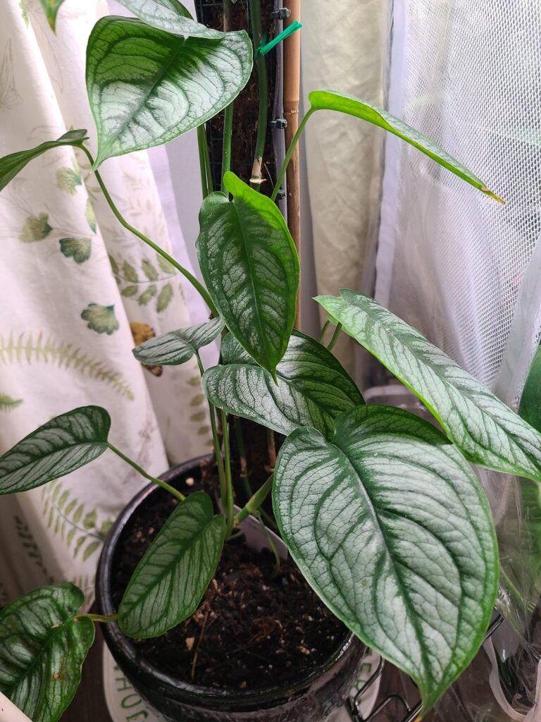 Got this a year ago in a bunch of cuttings, grows great! But what exactly is it?