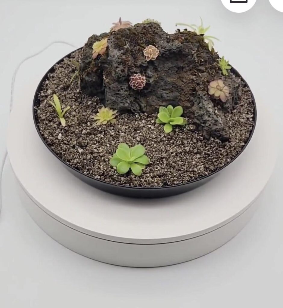 Pings and sundew grown together?