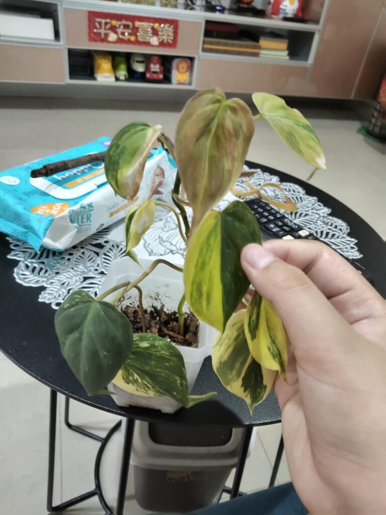 Chopped my variegated micans 1 and a half months ago. This is her now. (last 3 pics)