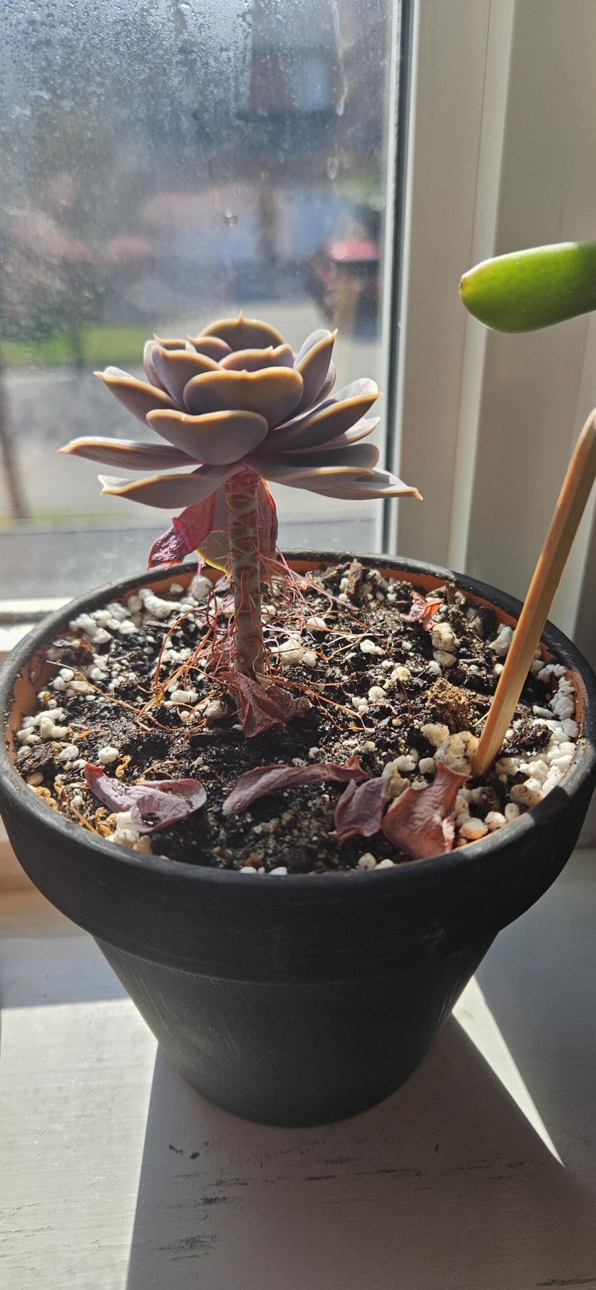 Hi, wondering what to do with this. Its been winterized but now in proper light. Thank you.