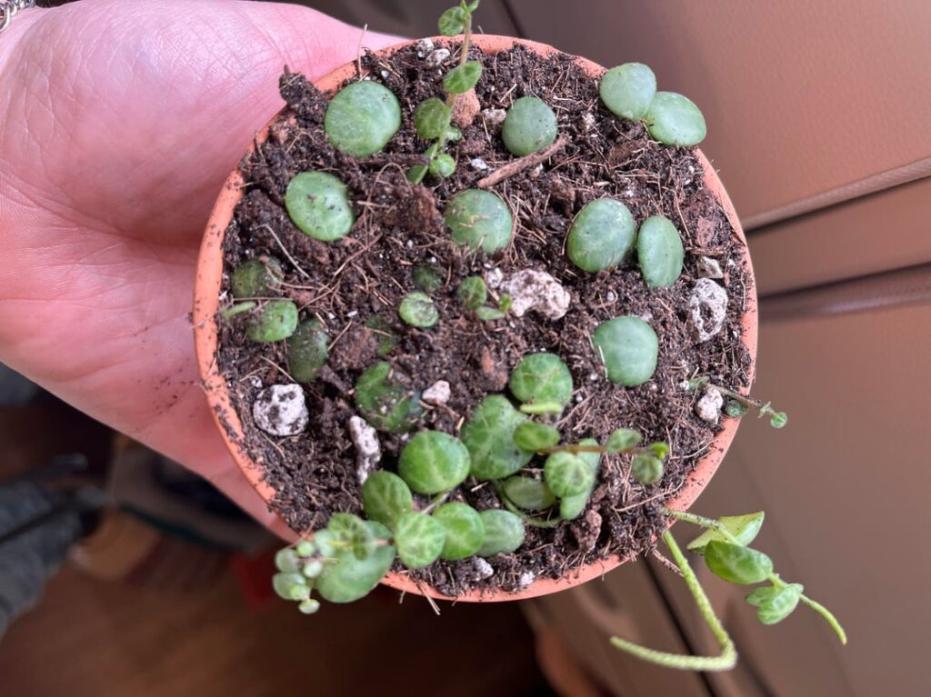 String of Turtle Babies 🐢🥰