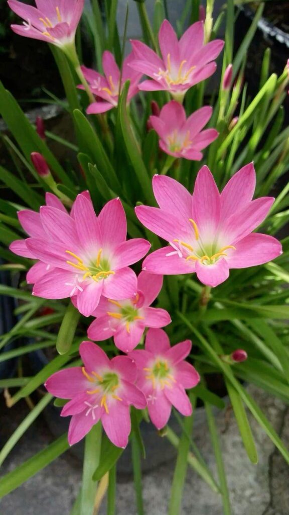A beautiful flower. unfortunately i forgot the name