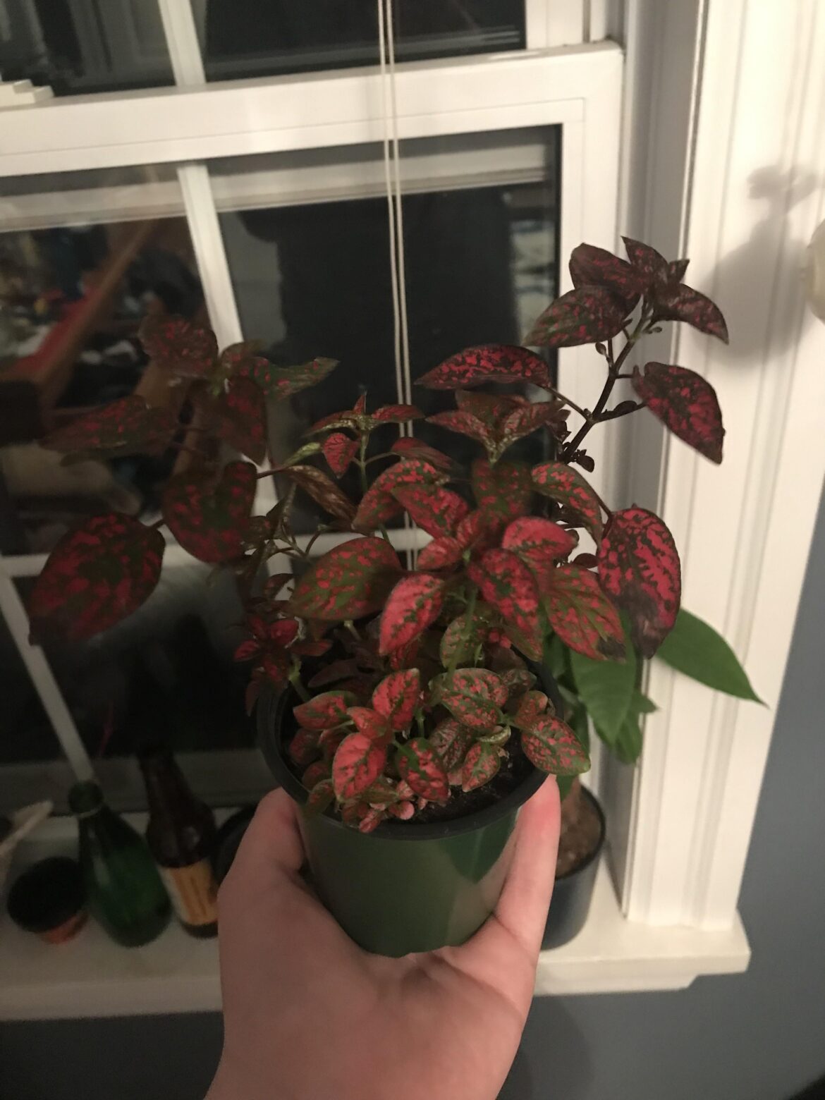Where should I cut and replant to make it more bushy?