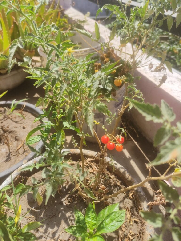 Cute little tomatoes coming in my plants🌱