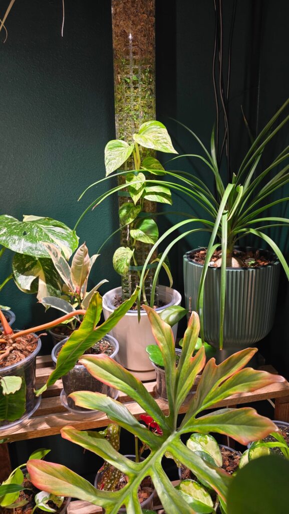 NEW – 1 month and 2 new leaves into a moss pole – ADVICE :) NEW - 1 month and 2 new leaves into a moss pole - ADVICE :)