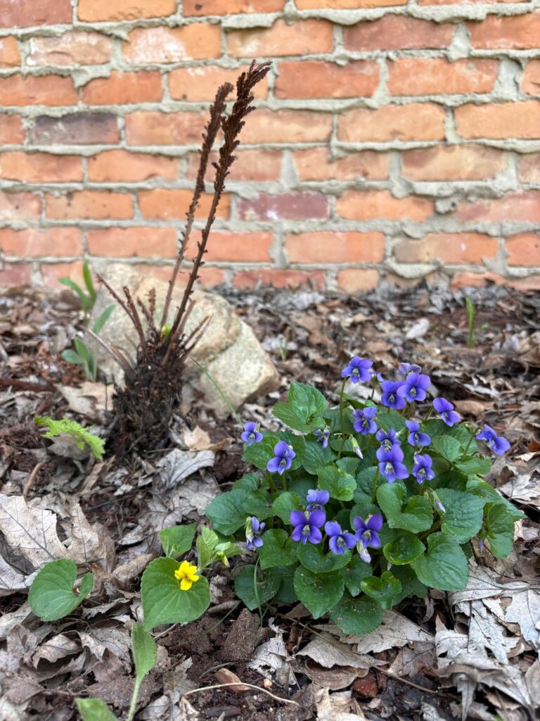 Does anyone else love all the native violets
