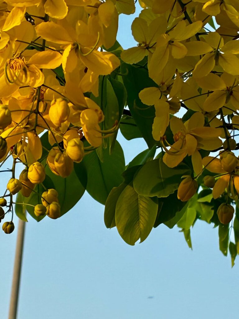 What’s this Beautiful flower/tree