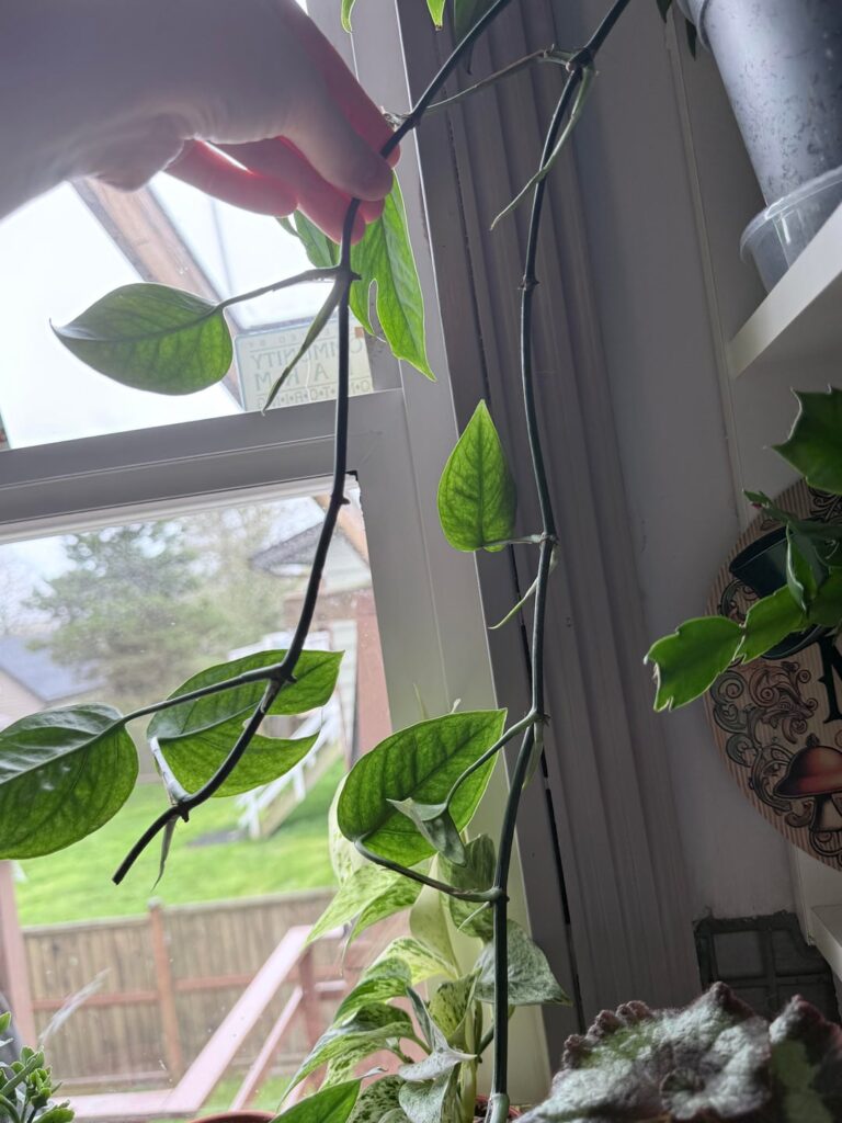 I took a cutting and now every node is sprouting a new leaf?? I’ve never seen this before