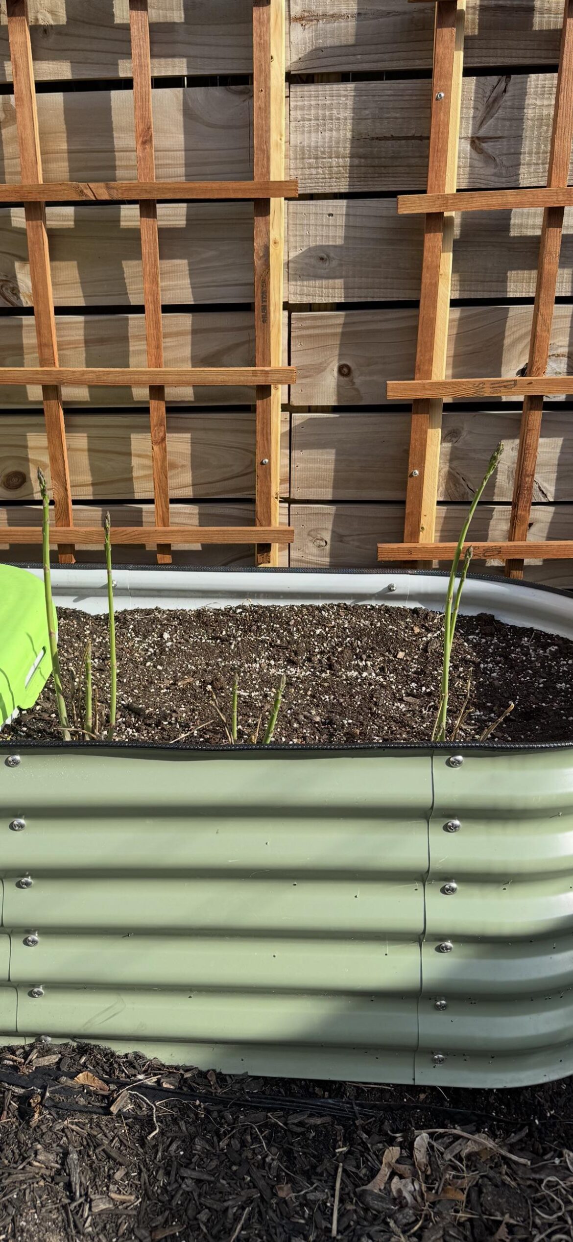 Question about second year asparagus Question about second year asparagus