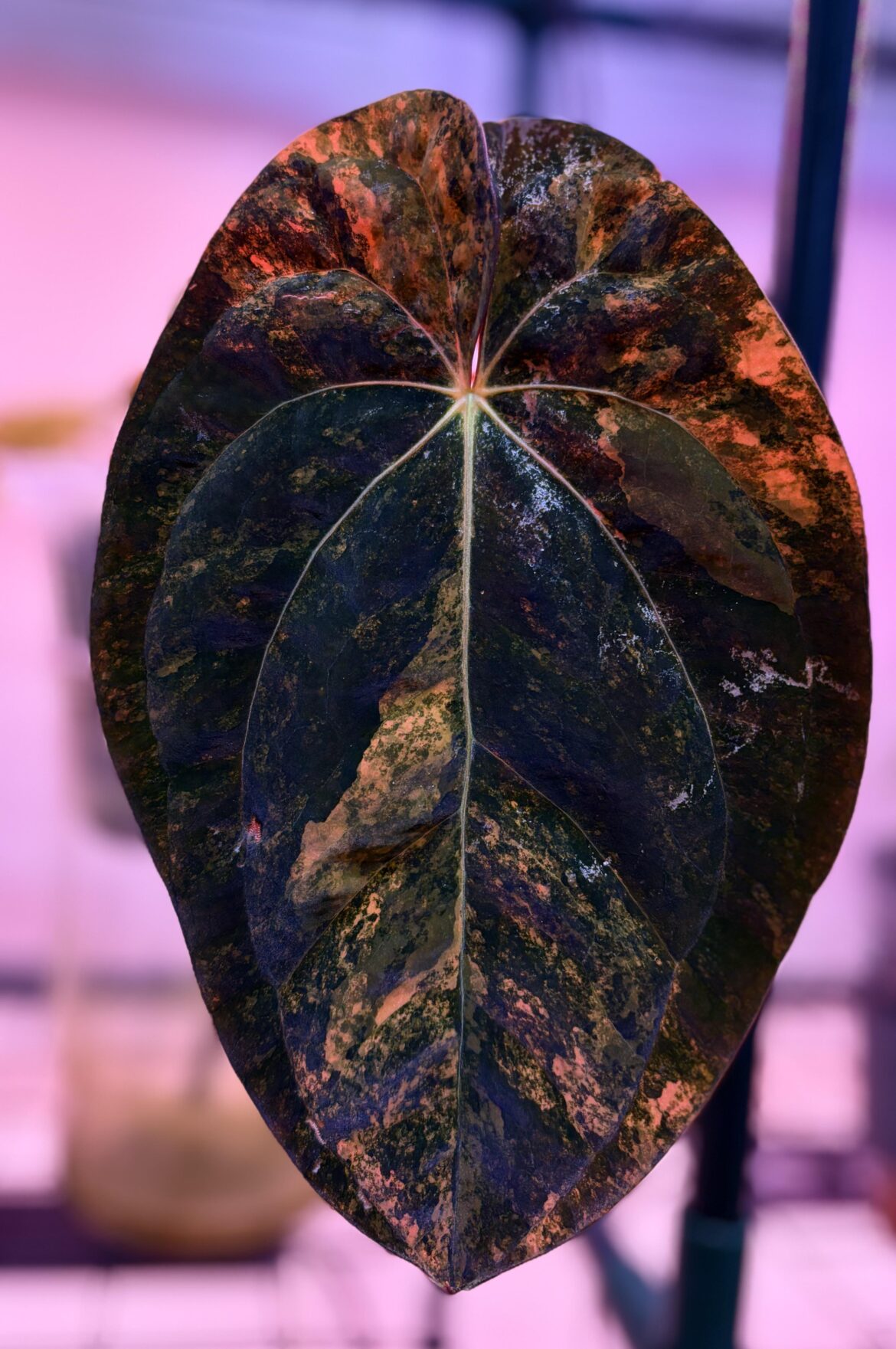 Anthurium papillilaminum variegated
