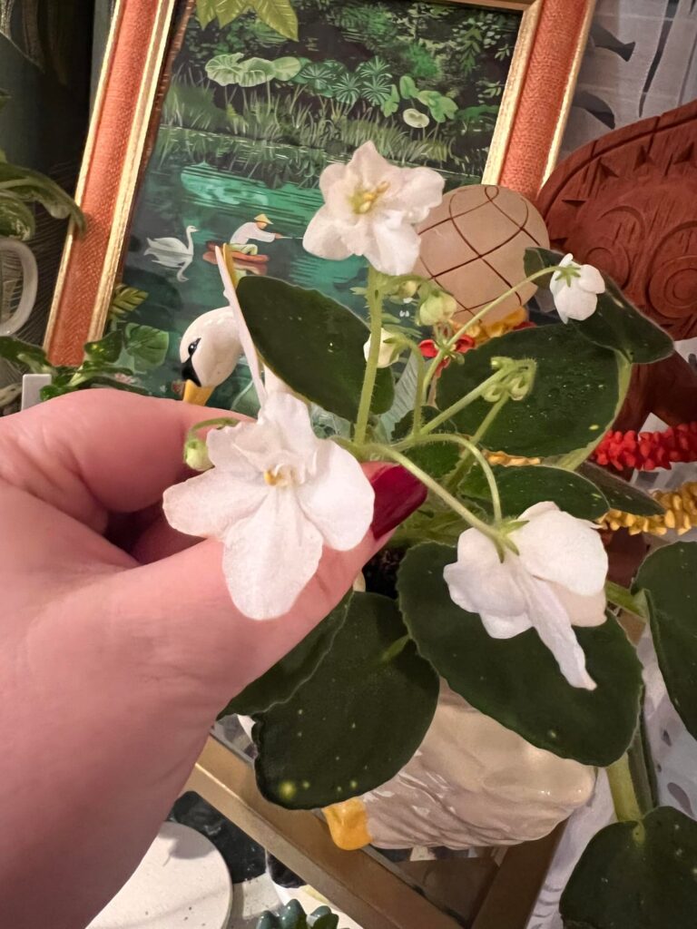 First blooms!