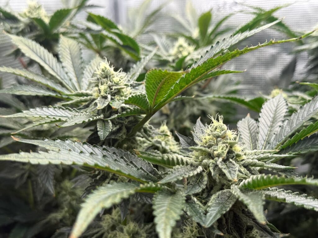 Day 49 Flowering Stunted Due to RootRot? (DWC) Day 49 Flowering Stunted Due to RootRot? (DWC)