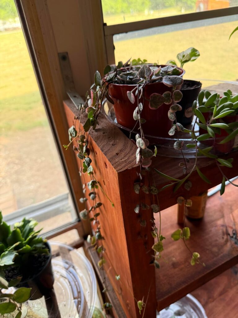 My plants