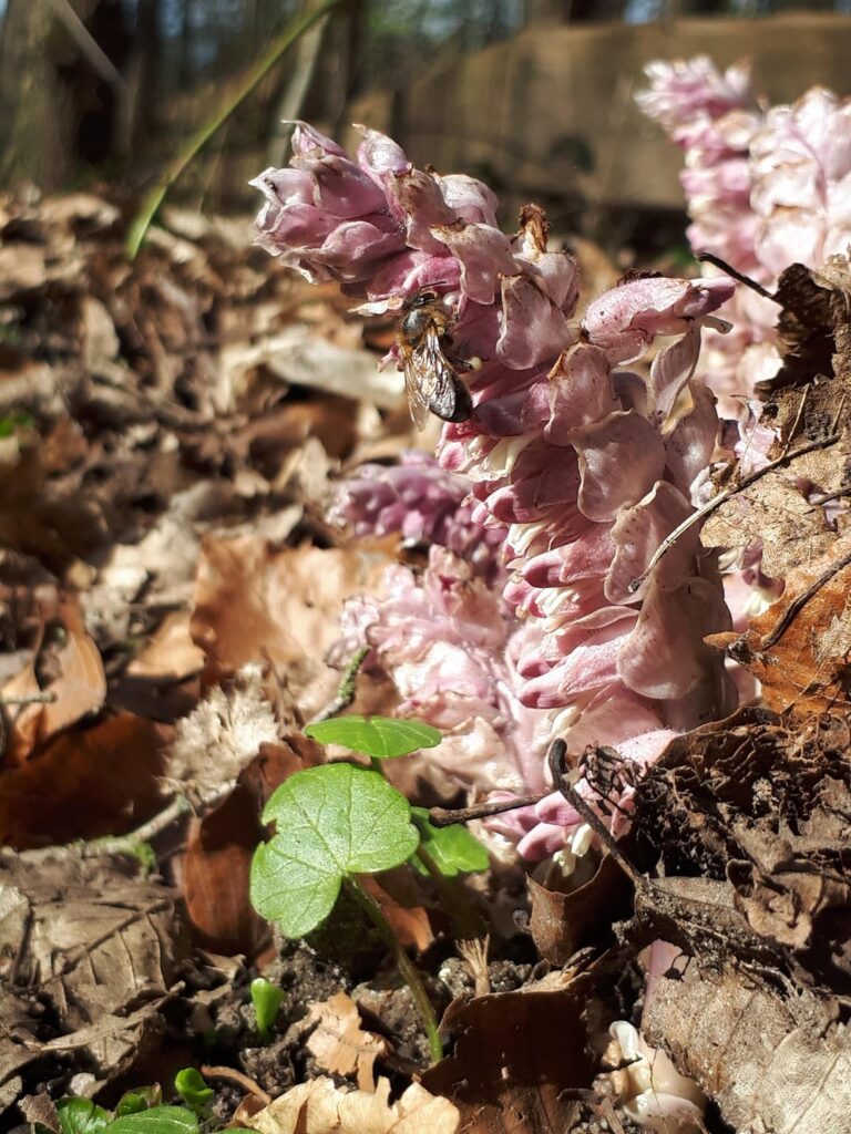 Lathraea squamaria in germany