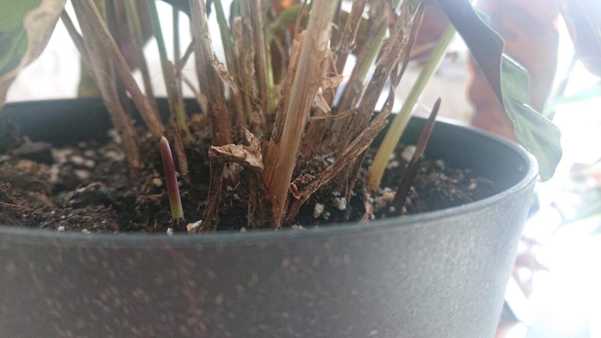 My poor baby finally growing new leaves My poor baby finally growing new leaves