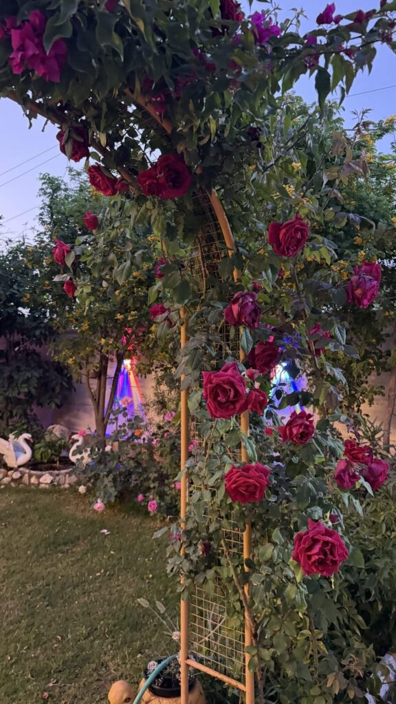“Turned my backyard into a rose paradise 🌹✨—worth every second!”