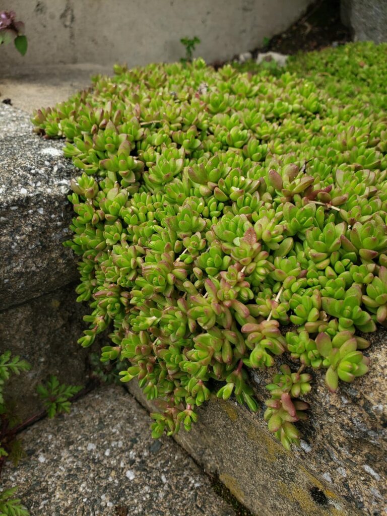 Delosperma nubigenum. West Seattle garden. This species can be grown in a lot of the United States, including places that have cold and WET winters.