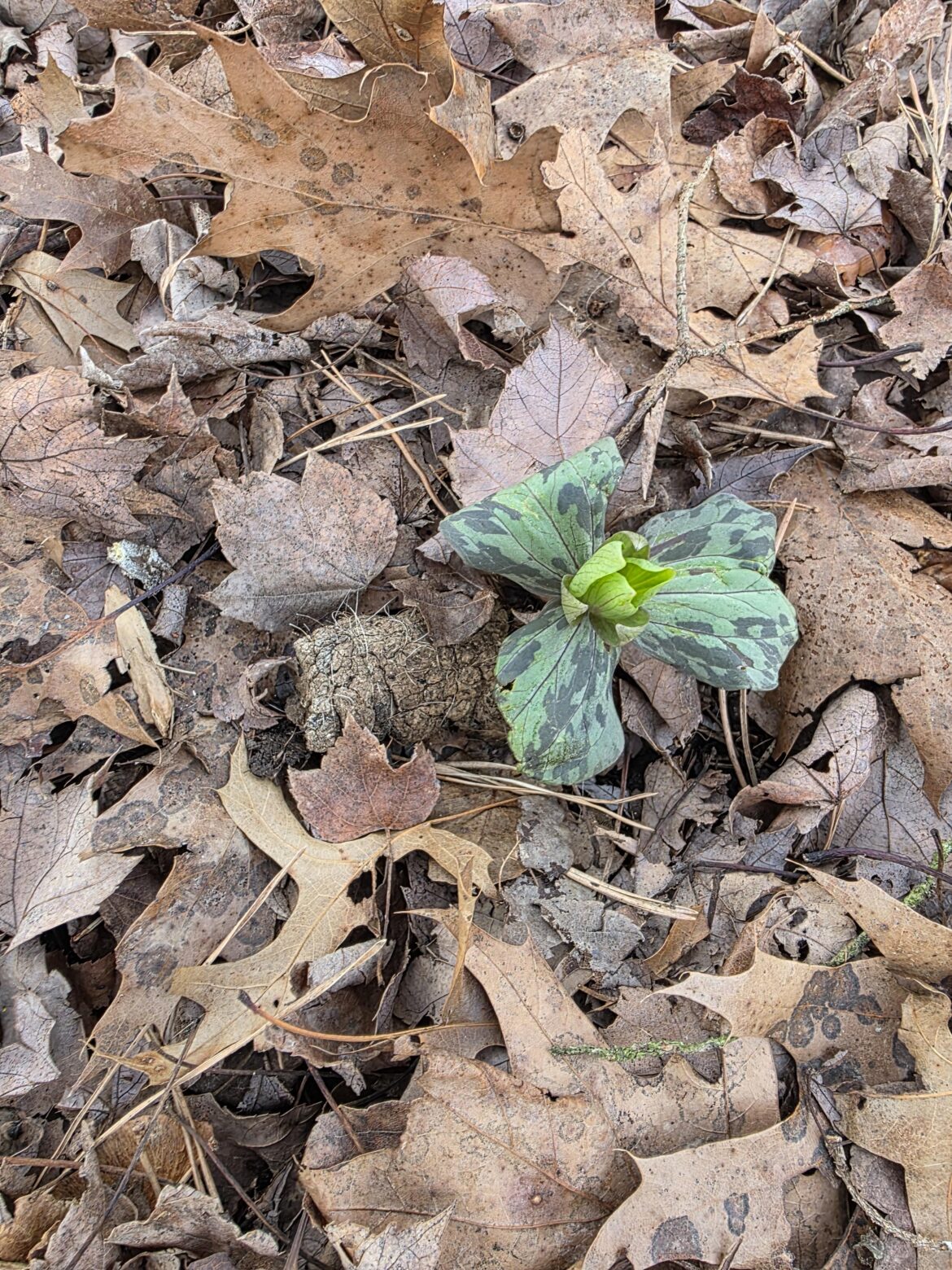 Dog poop trillium