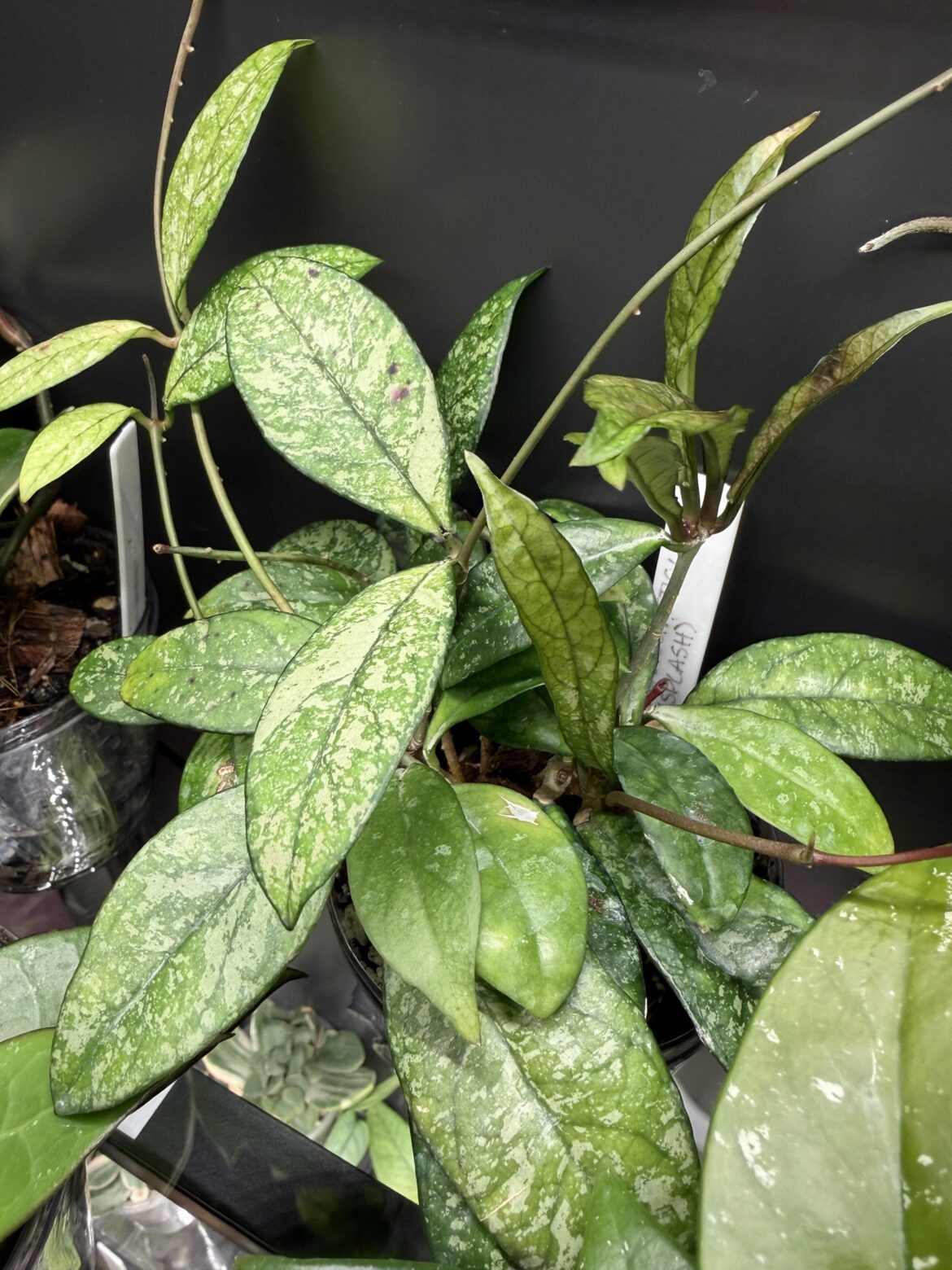 Hoya crassipetiolata growing long skinny leaves?