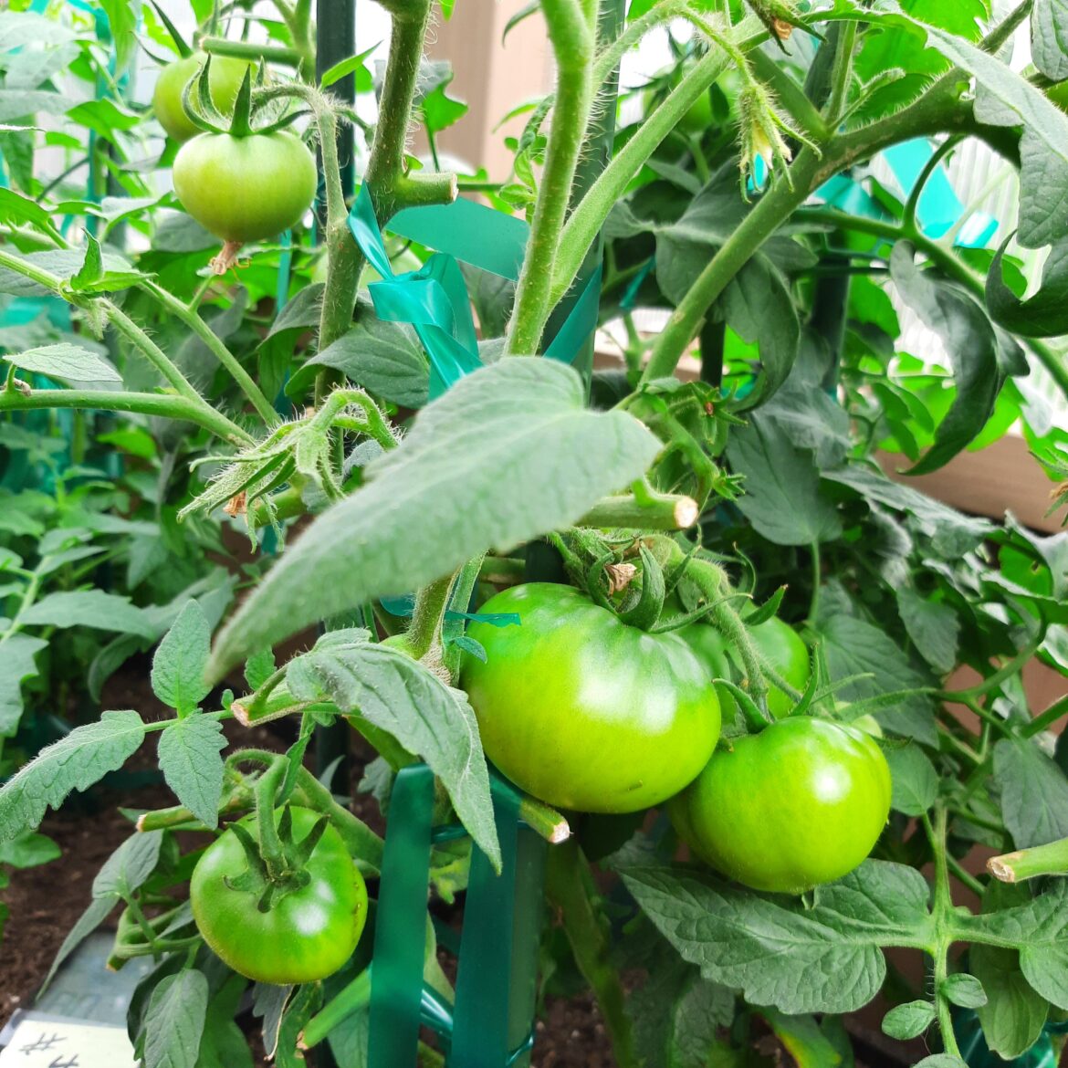 'Maters on the Menu