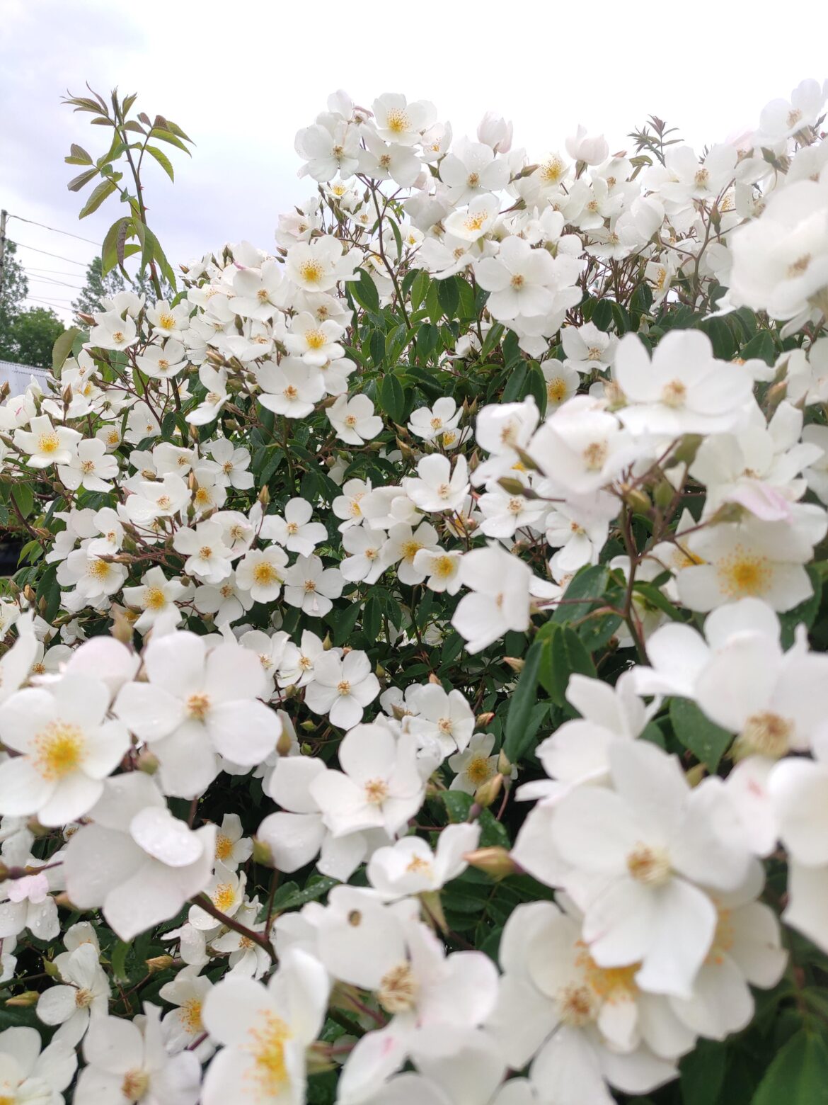 Spring is here