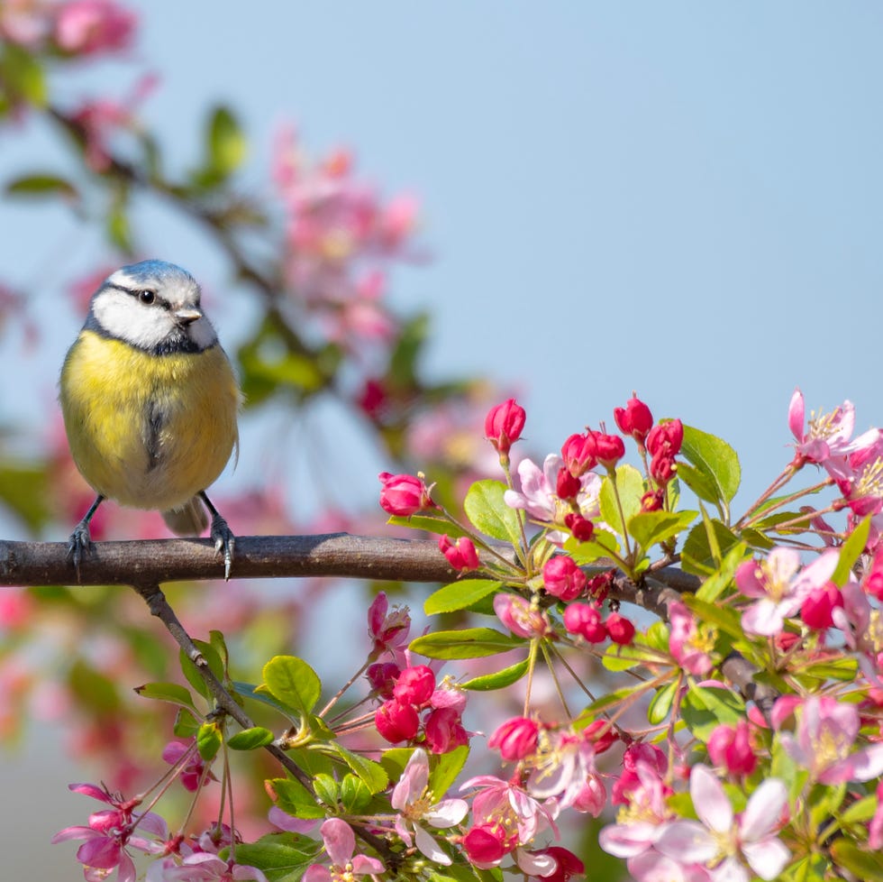 Eurasian blue tit garden bird perched on the branch of a spring flowering Crab Apple tree with blossom Eurasian blue tit garden bird perched on the branch of a spring flowering Crab Apple tree with blossom