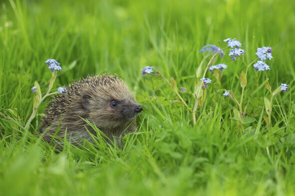 European hedgehog (Erinaceus europaeus) adult animal on a garden lawn with Forget-me-not flowers in spring, England, United Kingdom European hedgehog (Erinaceus europaeus) adult animal on a garden lawn with Forget-me-not flowers in spring, England, United Kingdom