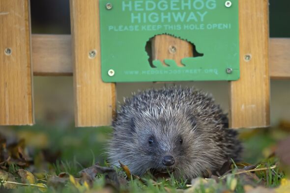 European hedgehog (Erinaceus europaeus) adult animal walking through a hole in a garden fence with a Hedgehog highway sign, England, United Kingdom, E European hedgehog (Erinaceus europaeus) adult animal walking through a hole in a garden fence with a Hedgehog highway sign, England, United Kingdom, E