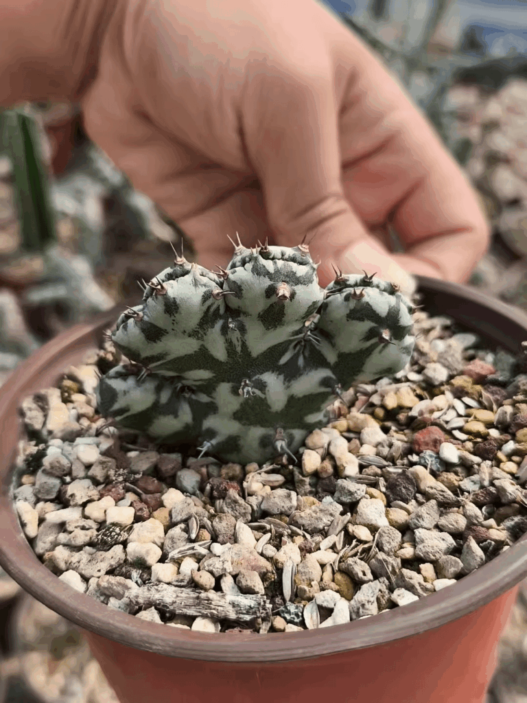 Fasciated Euphorbia horwoodii