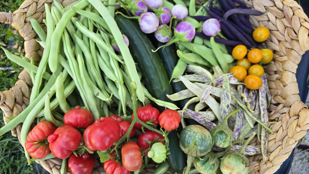 Today's Harvest