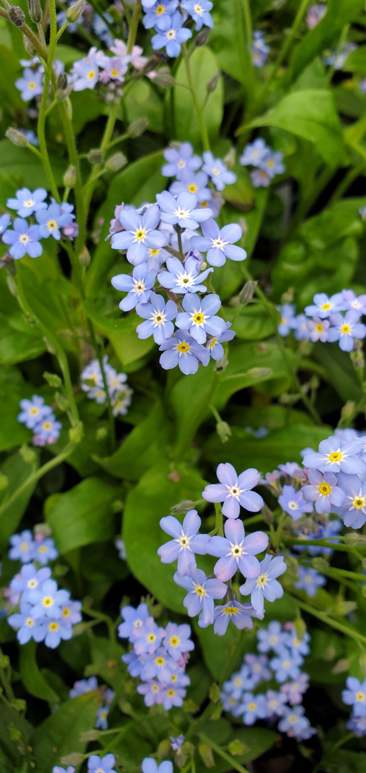 Myosotis alpestris 'Ultramarine'