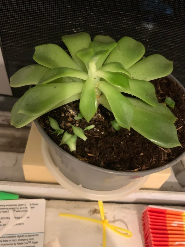 Why did my succulent turn from light green to dark greeen??