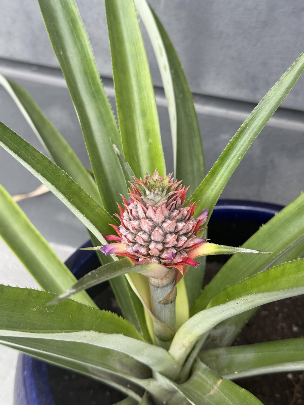 Update of my pineapple 🍍🥹