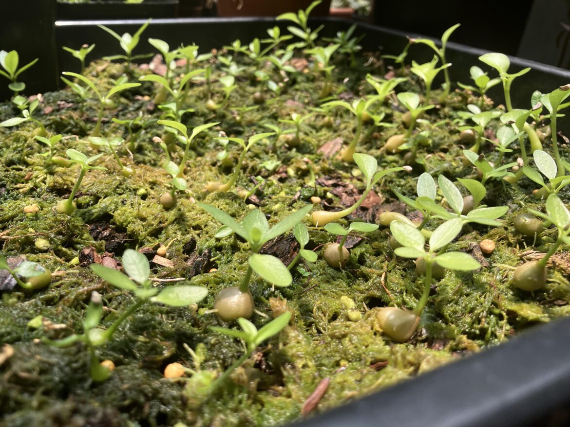 I got way too many ant plants